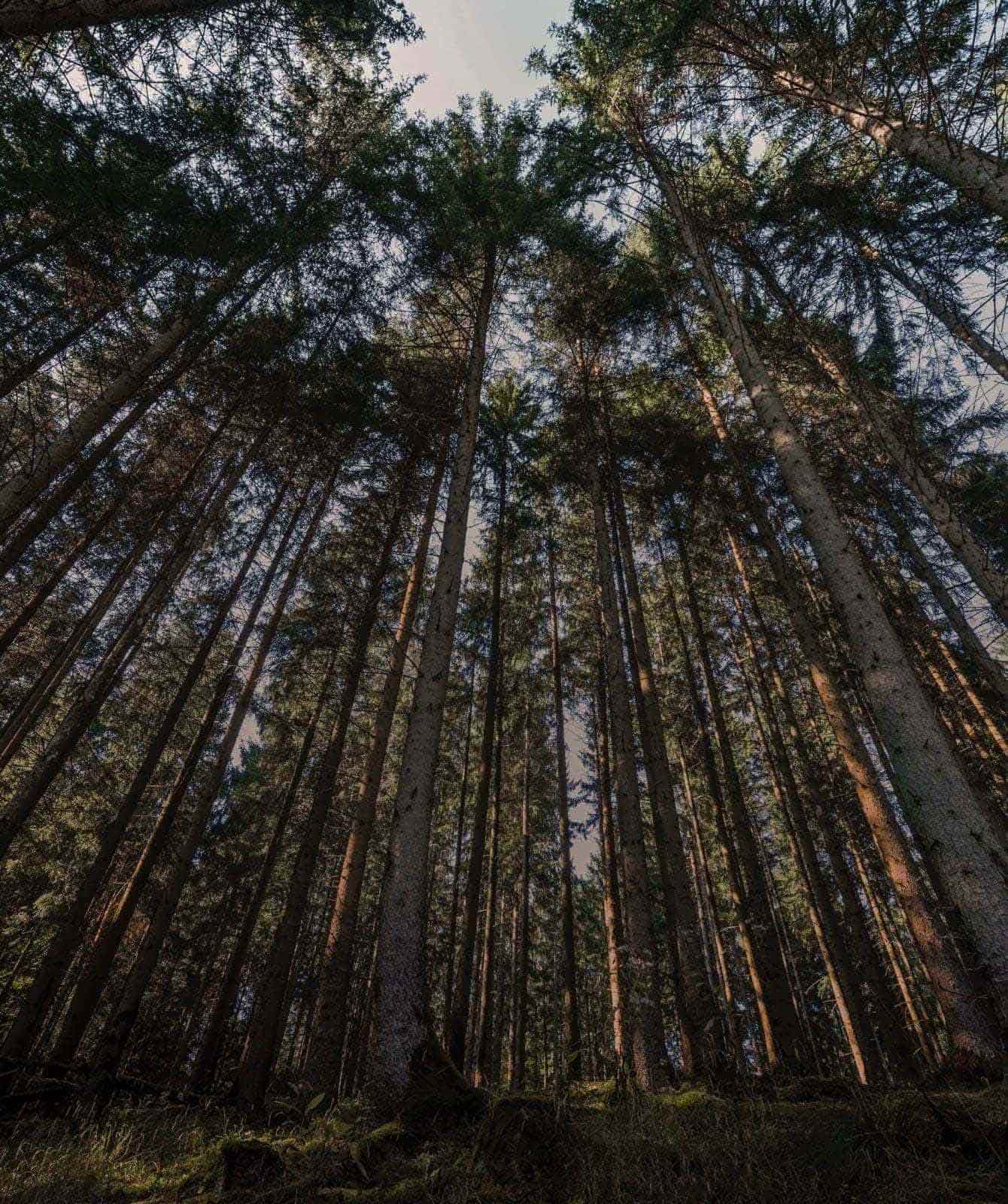 Woods view with tall trees